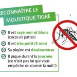 Moustique_Tigre_Reconnaitre_433_452